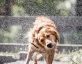 Hundehotel: Nach dem Baden im hoteleigenen Hundeteich einfach mal abschütteln  - Hundehotel Riederhof