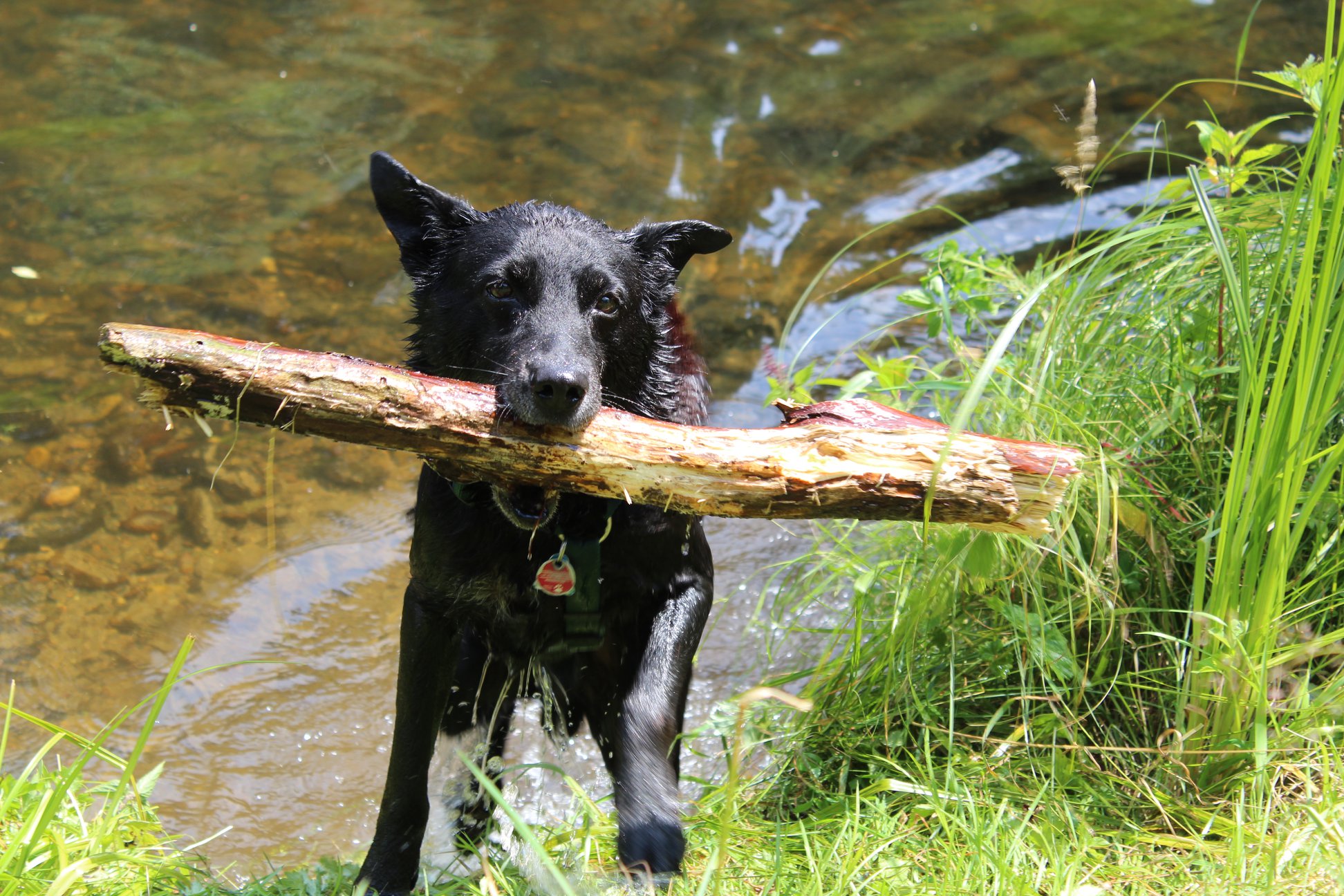 Pension Sonnleit´n Ihr Urlaub mit Hund  Ausflüge mit Hund Flusswanderweg