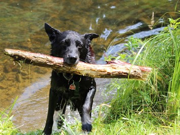 Pension Sonnleit´n Ihr Urlaub mit Hund  Ausflüge mit Hund Flusswanderweg