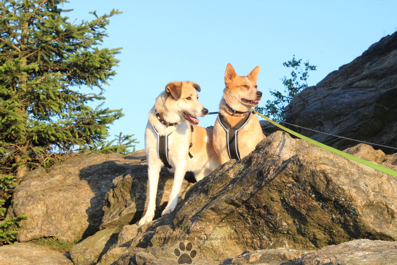 Pension Sonnleit´n Ihr Urlaub mit Hund  Ausflüge mit Hund Silberberg