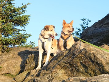 Pension Sonnleit´n Ihr Urlaub mit Hund  Ausflüge mit Hund Silberberg