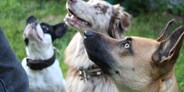 Hundehotel - Drachselsried - Pension Sonnleit´n Ihr Urlaub mit Hund 