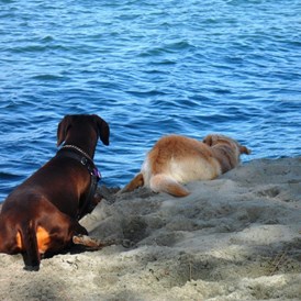 Urlaub-mit-Hund: Badespaß für Ihren Hund - Feriendorf Spiaggia Romea
