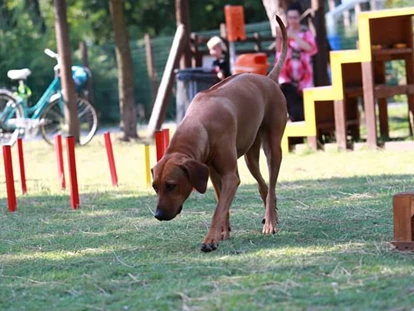 Hundehotel - Trink-/Fressnapf: an der Rezeption - Ferrara - Feriendorf Spiaggia Romea