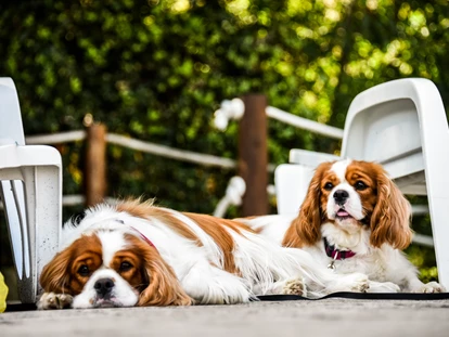 Hundehotel - Trink-/Fressnapf: an der Rezeption - Ferrara - Feriendorf Spiaggia Romea