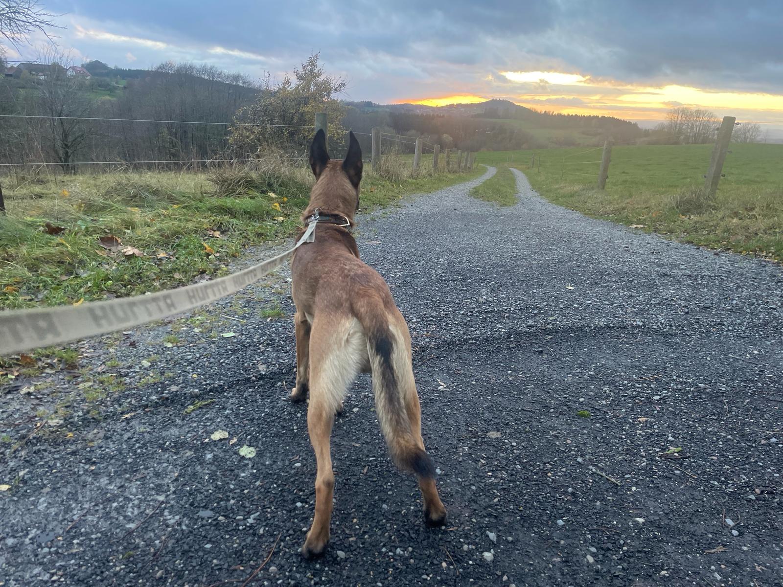 Hundehotel - Hessen - Best Western Hotel Rhön Garden