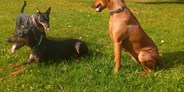 Hundehotel - Doggies: 4 Doggies - Reitzentrum Hausruckhof