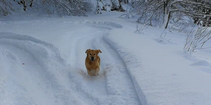 Hundehotel - Ebbs - Hotel Gut Brandlhof - Urlaub mit Hund im Salzburger Land - Hotel Gut Brandlhof
