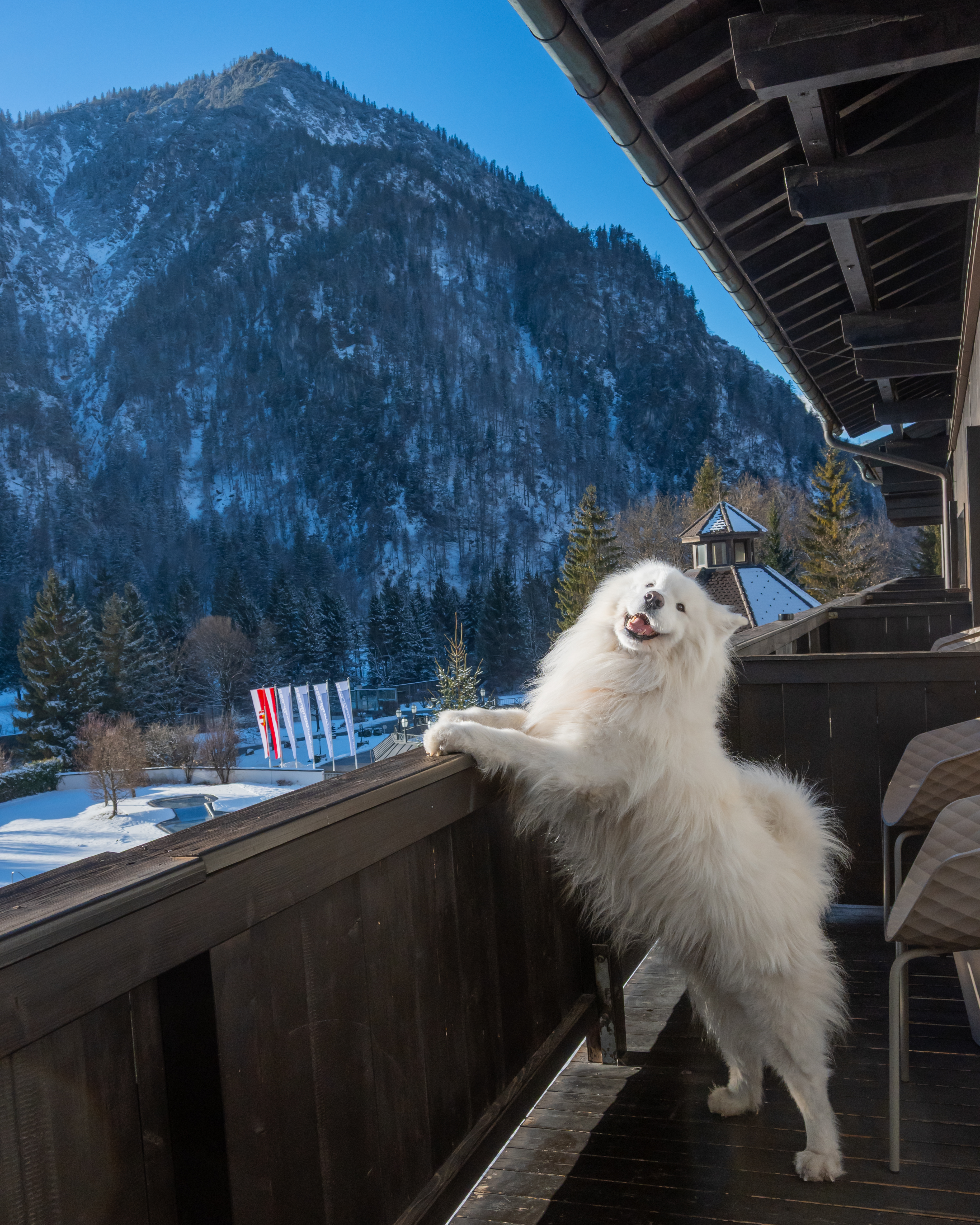 Urlaub-mit-Hund: Hund - Hotel Gut Brandlhof