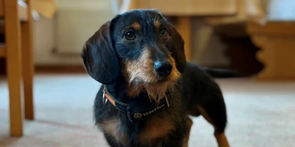 Hundehotel - Ladestation Elektroauto - Sauerland - Hoteldackel "Theo" - Hotel Hubertushöhe