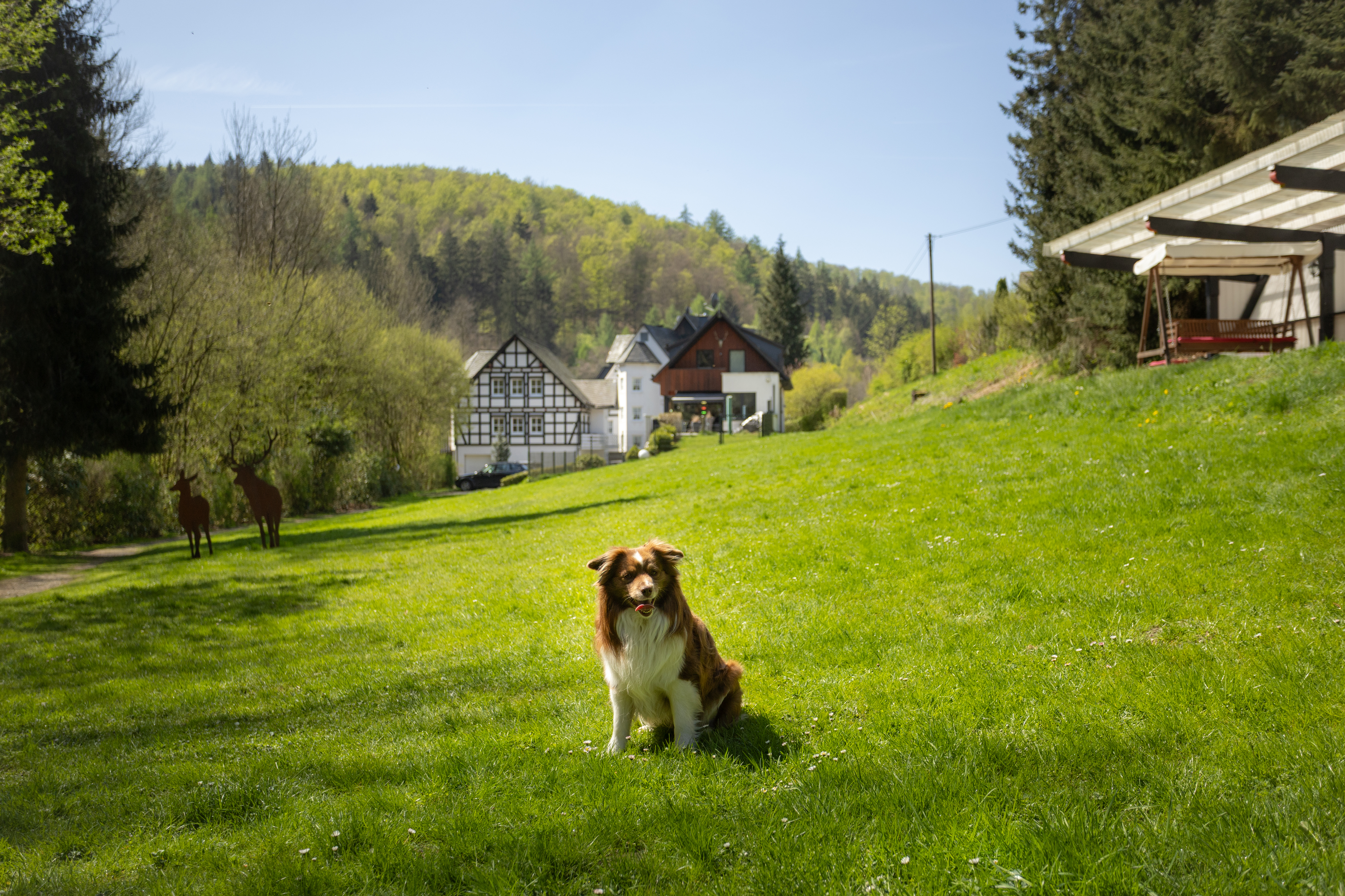 Urlaub-mit-Hund: Großzügiger Garten mit Wassertretbecken und Liegehalle - Hotel Hubertushöhe