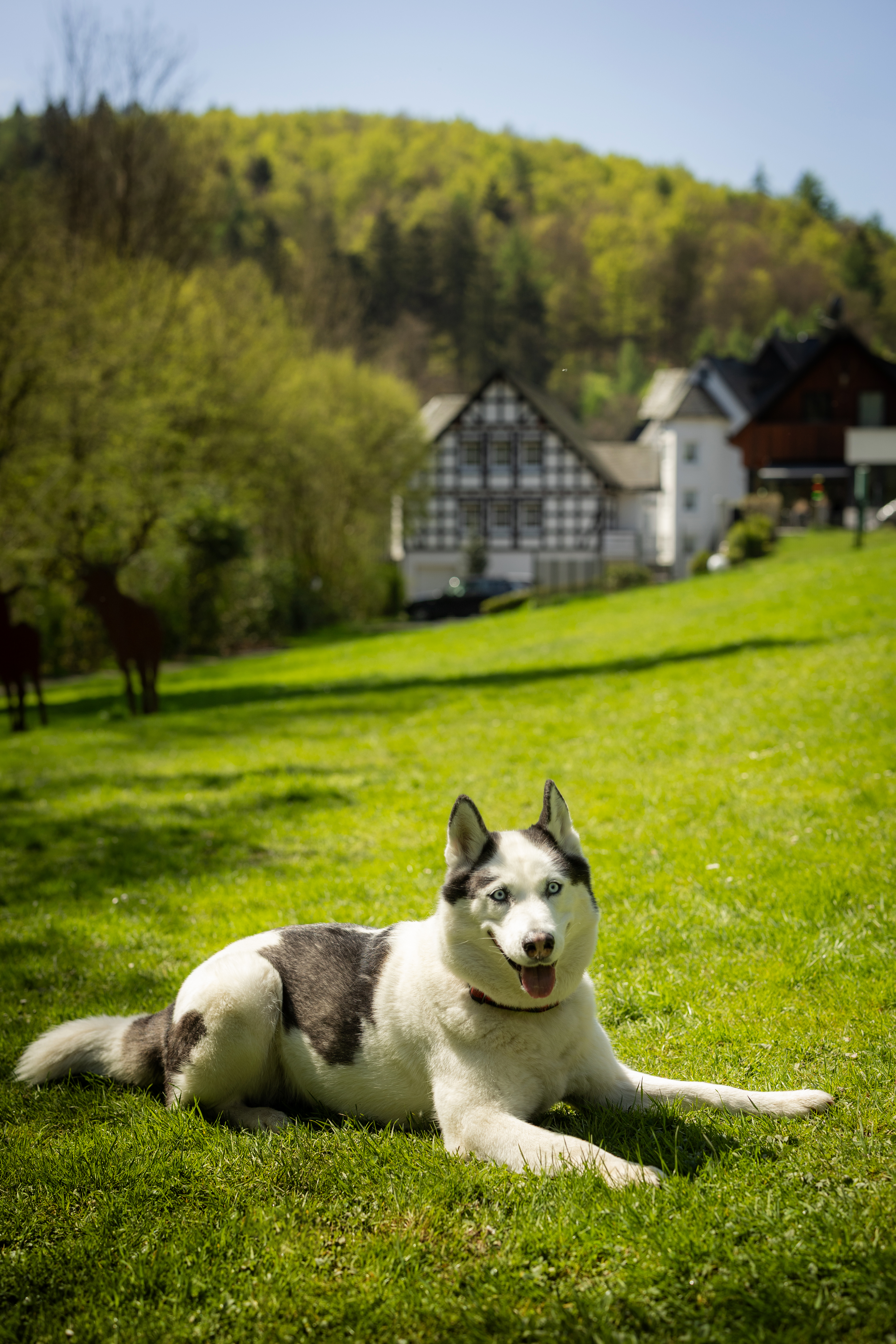 Urlaub-mit-Hund: Großzügiger Garten mit Wassertretbecken und Liegehalle - Hotel Hubertushöhe