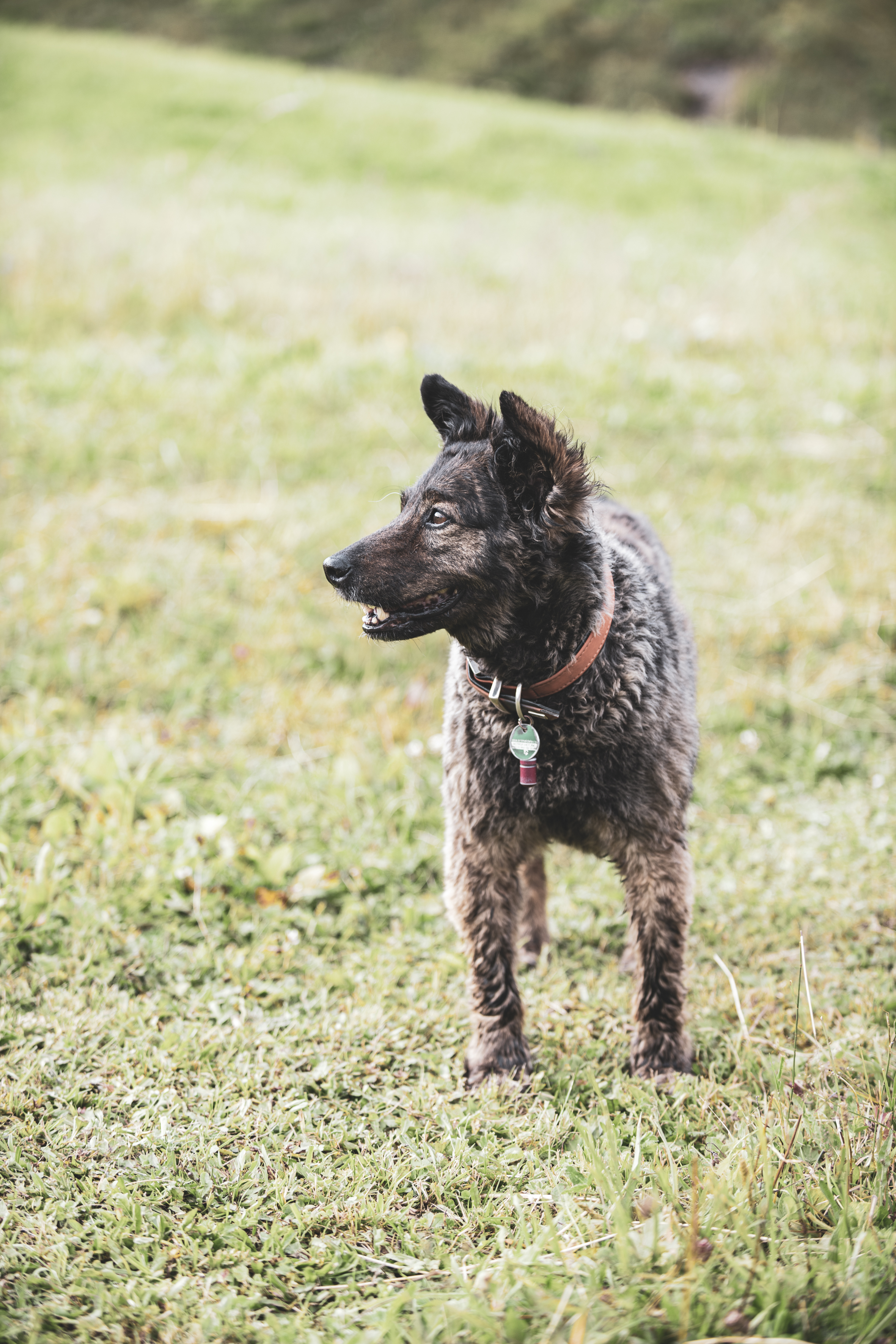 Urlaub-mit-Hund: Viel Platz für die Fellnasen - Hotel Goldener Berg - Mountain Selfcare Resort