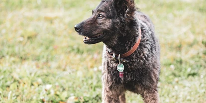 Hundehotel - Ofterschwang - Viel Platz für die Fellnasen - Hotel Goldener Berg - Mountain Selfcare Resort