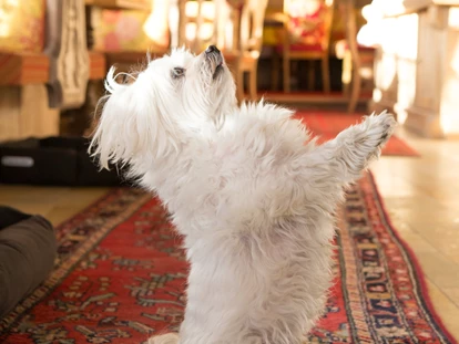Hundehotel - Ladis - Hund Halle - Hotel Bergfrieden Fiss in Tirol