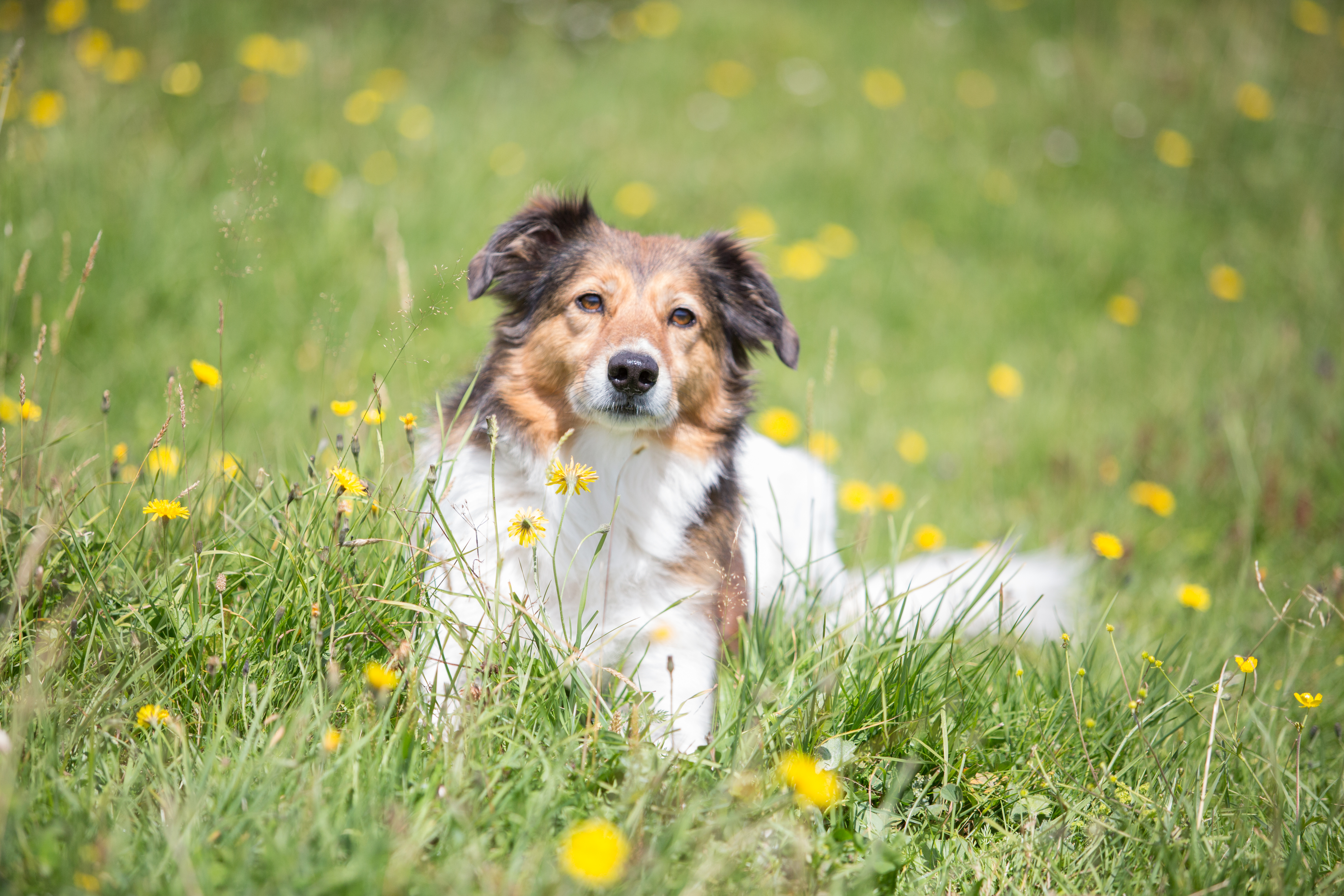 Urlaub-mit-Hund: Hundewanderung - Hotel Bergfrieden Fiss in Tirol - Haus | Umgebung, Urlaub mit Hund