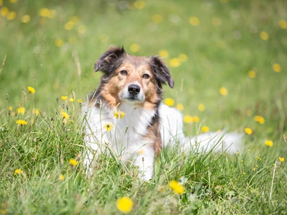 Hundehotel - Ladis - Hundewanderung - Hotel Bergfrieden Fiss in Tirol