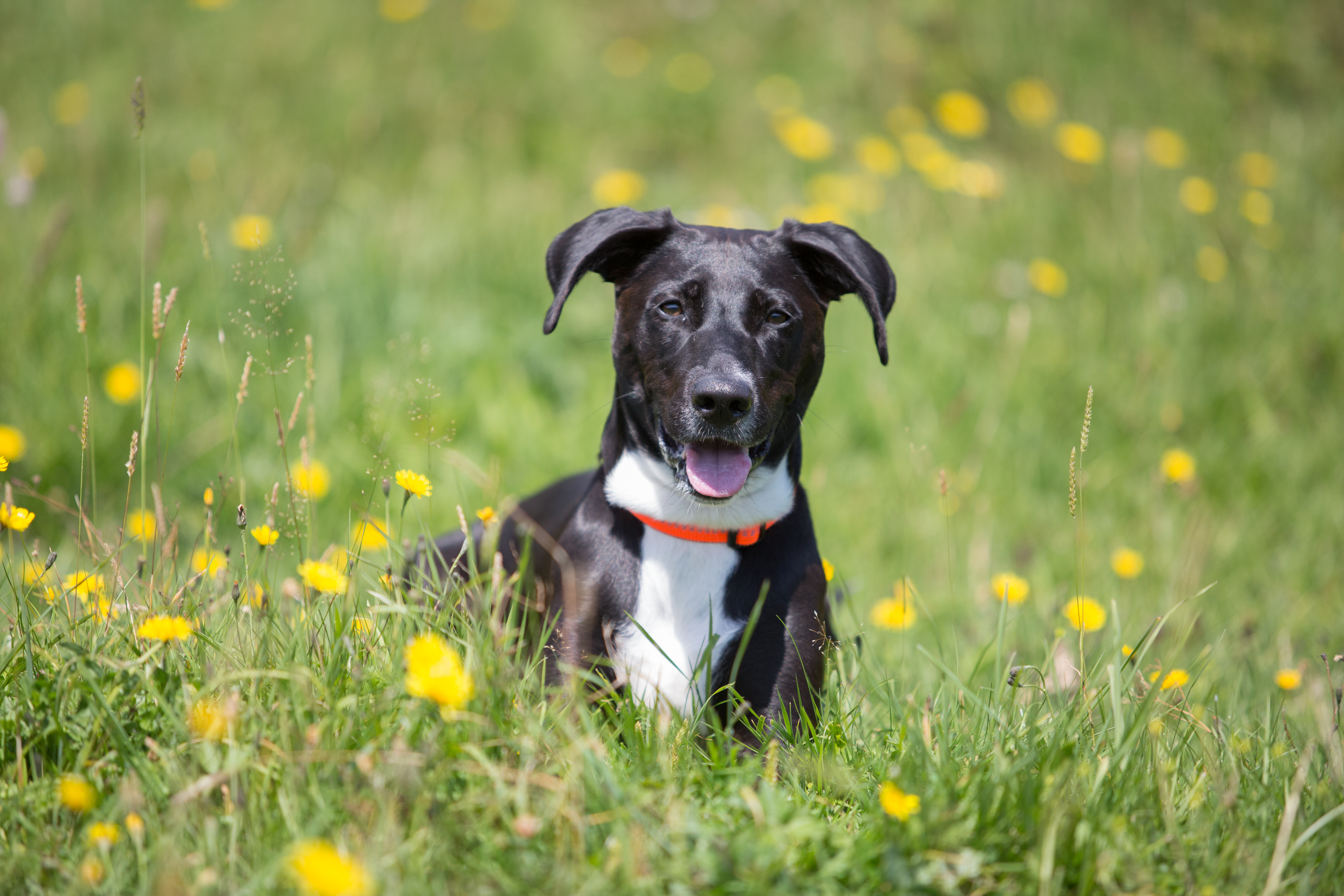 Urlaub-mit-Hund: Hundewanderung - Hotel Bergfrieden Fiss in Tirol - Haus | Umgebung, Urlaub mit Hund