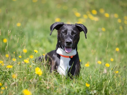 Hundehotel - Ladis - Hundewanderung - Hotel Bergfrieden Fiss in Tirol