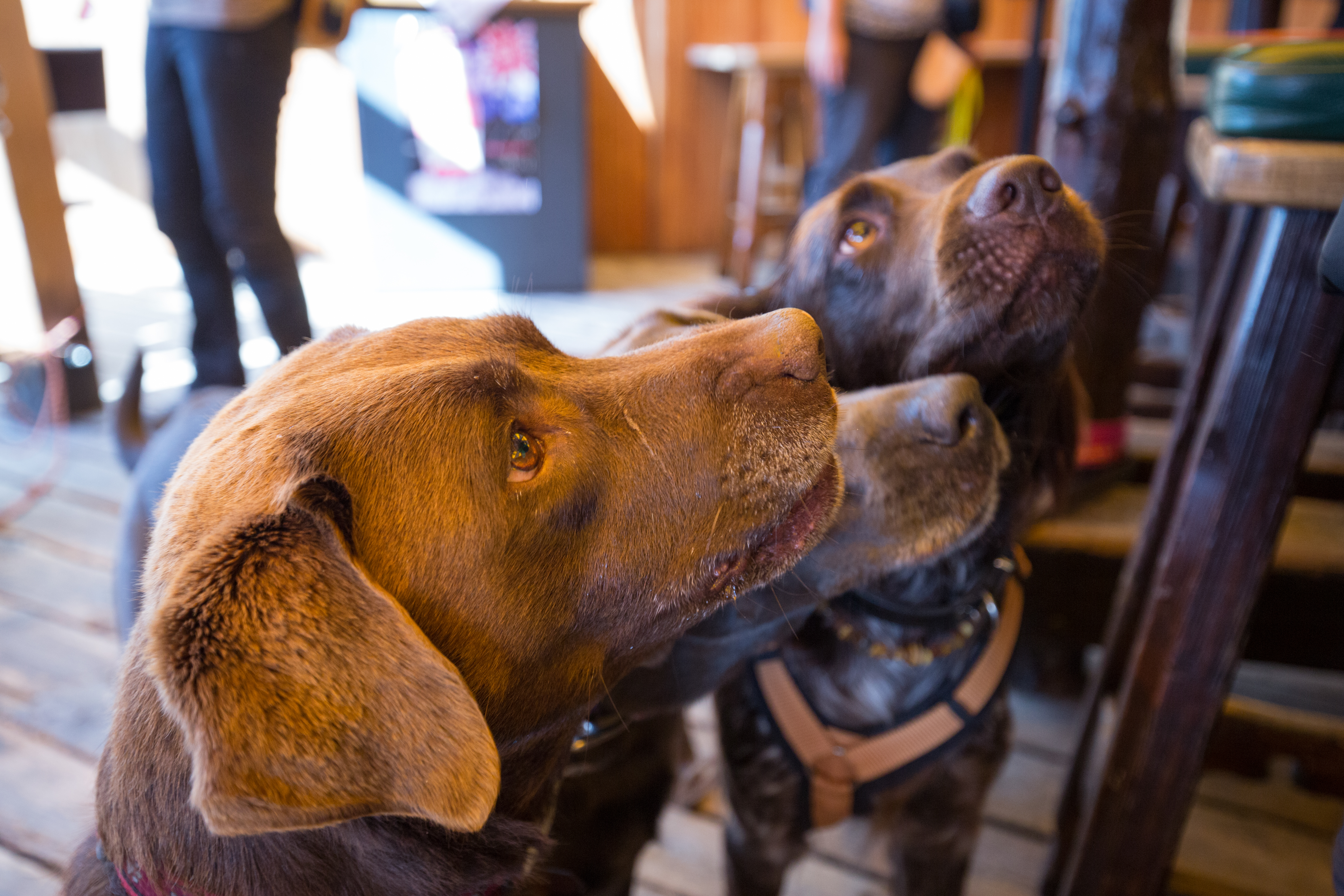 Urlaub-mit-Hund: Hundewanderung - Hotel Bergfrieden Fiss in Tirol - Haus | Umgebung, Urlaub mit Hund