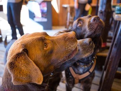 Hundehotel - Ladis - Hundewanderung - Hotel Bergfrieden Fiss in Tirol