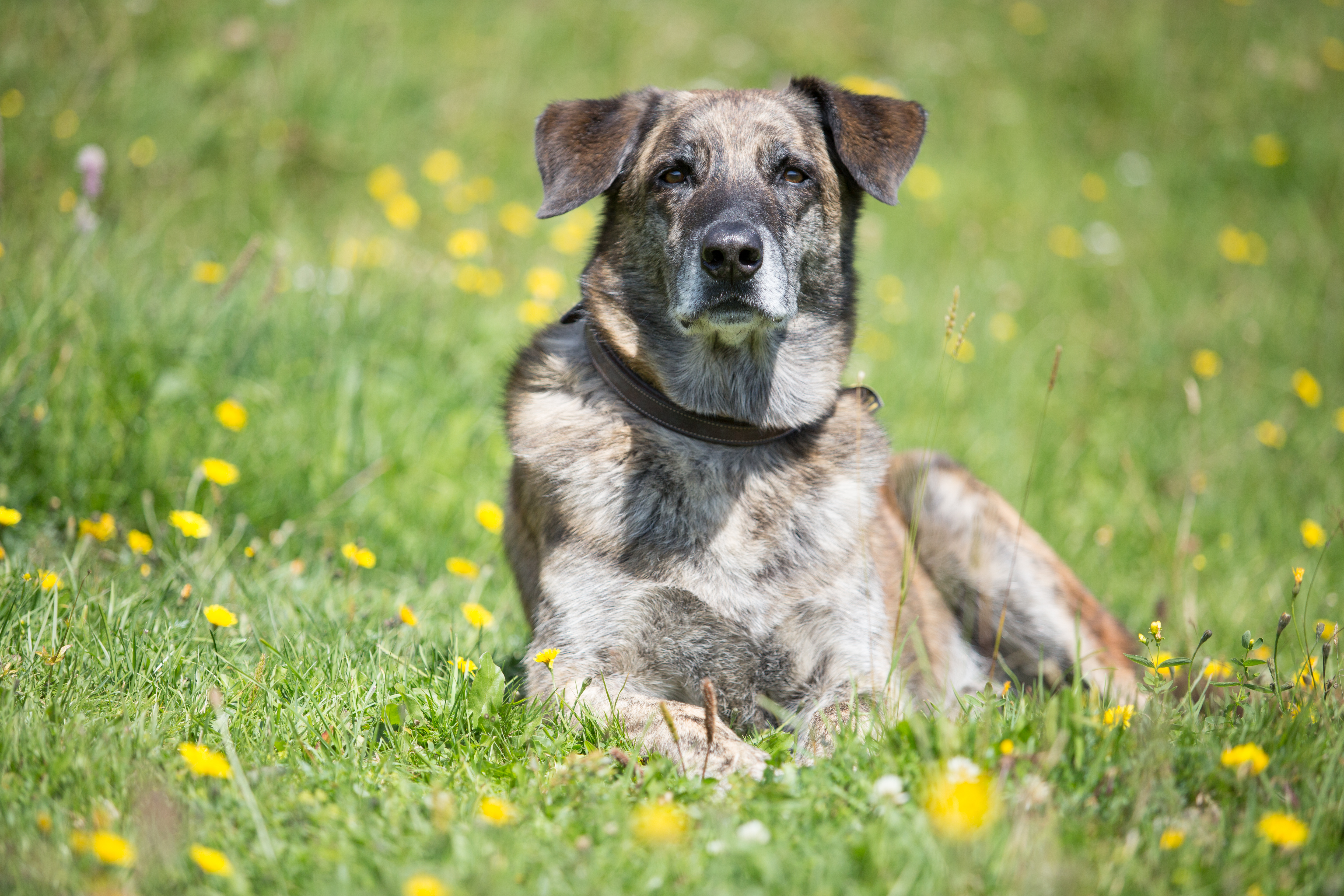 Urlaub-mit-Hund: Hundewanderung - Hotel Bergfrieden Fiss in Tirol - Haus | Umgebung, Urlaub mit Hund