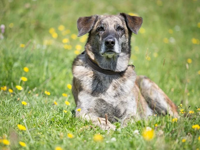 Hundehotel - Ladis - Hundewanderung - Hotel Bergfrieden Fiss in Tirol
