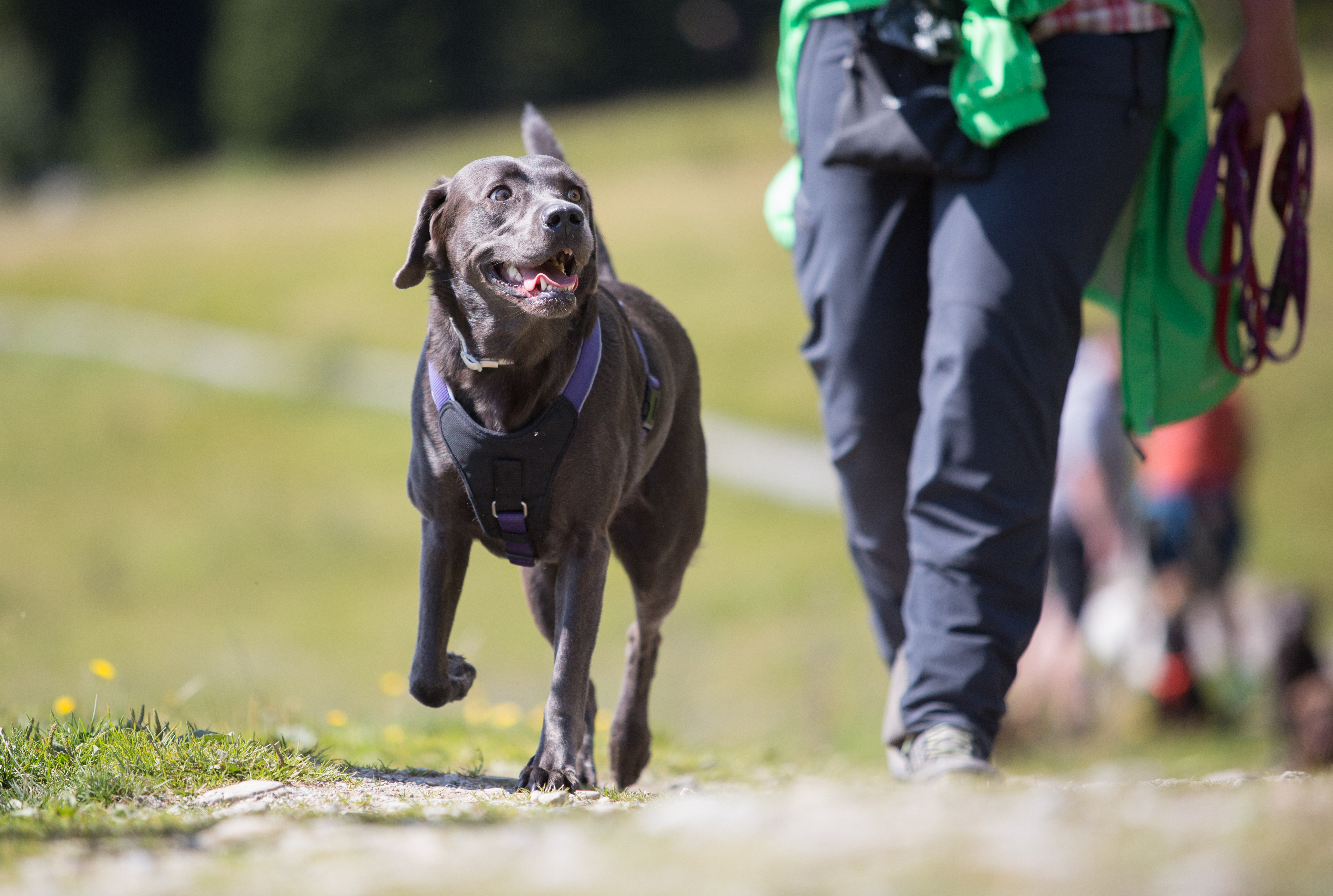Urlaub-mit-Hund: Hundewanderung - Hotel Bergfrieden Fiss in Tirol - Haus | Umgebung, Urlaub mit Hund