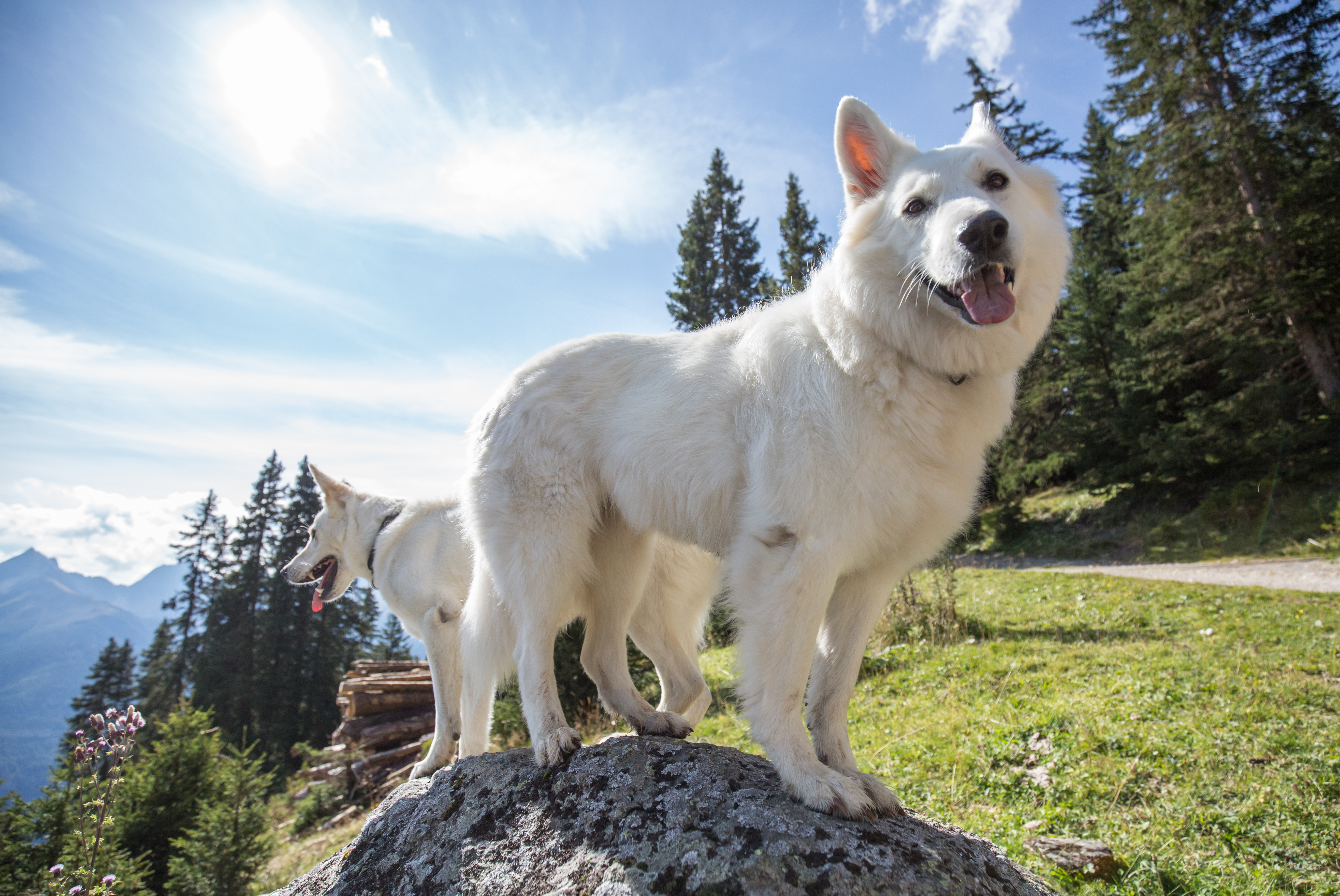 Urlaub-mit-Hund: Hundewanderung - Hotel Bergfrieden Fiss in Tirol - Haus | Umgebung, Urlaub mit Hund