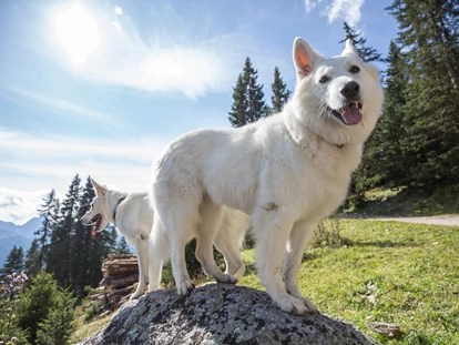 Hundehotel - Ladis - Hundewanderung - Hotel Bergfrieden Fiss in Tirol