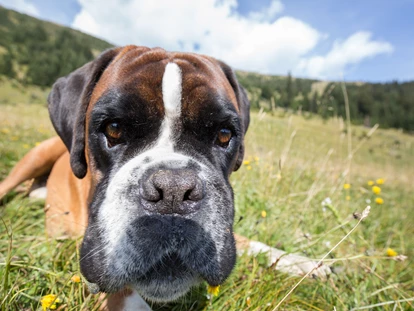 Hundehotel - Ladis - Hundewanderung - Hotel Bergfrieden Fiss in Tirol