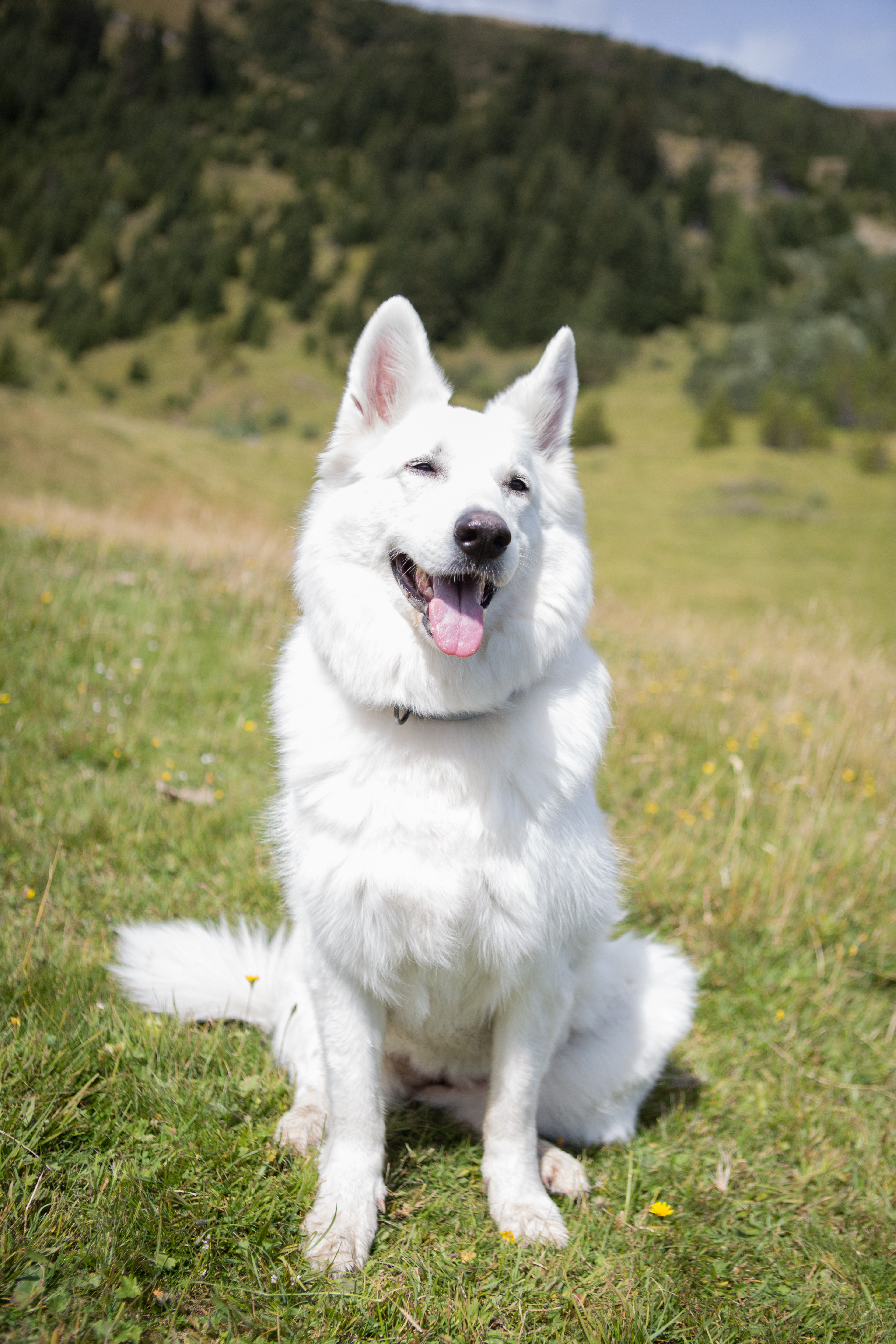 Urlaub-mit-Hund: Hundewanderung - Hotel Bergfrieden Fiss in Tirol - Haus | Umgebung, Urlaub mit Hund