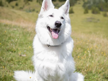Hundehotel - Ladis - Hundewanderung - Hotel Bergfrieden Fiss in Tirol