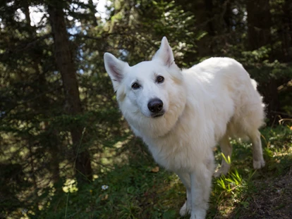 Hundehotel - Ladis - Hundewanderung - Hotel Bergfrieden Fiss in Tirol