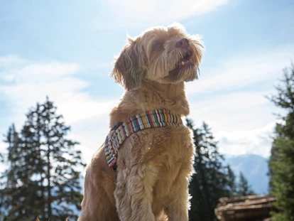 Hundehotel - Ladis - Hundewanderung - Hotel Bergfrieden Fiss in Tirol