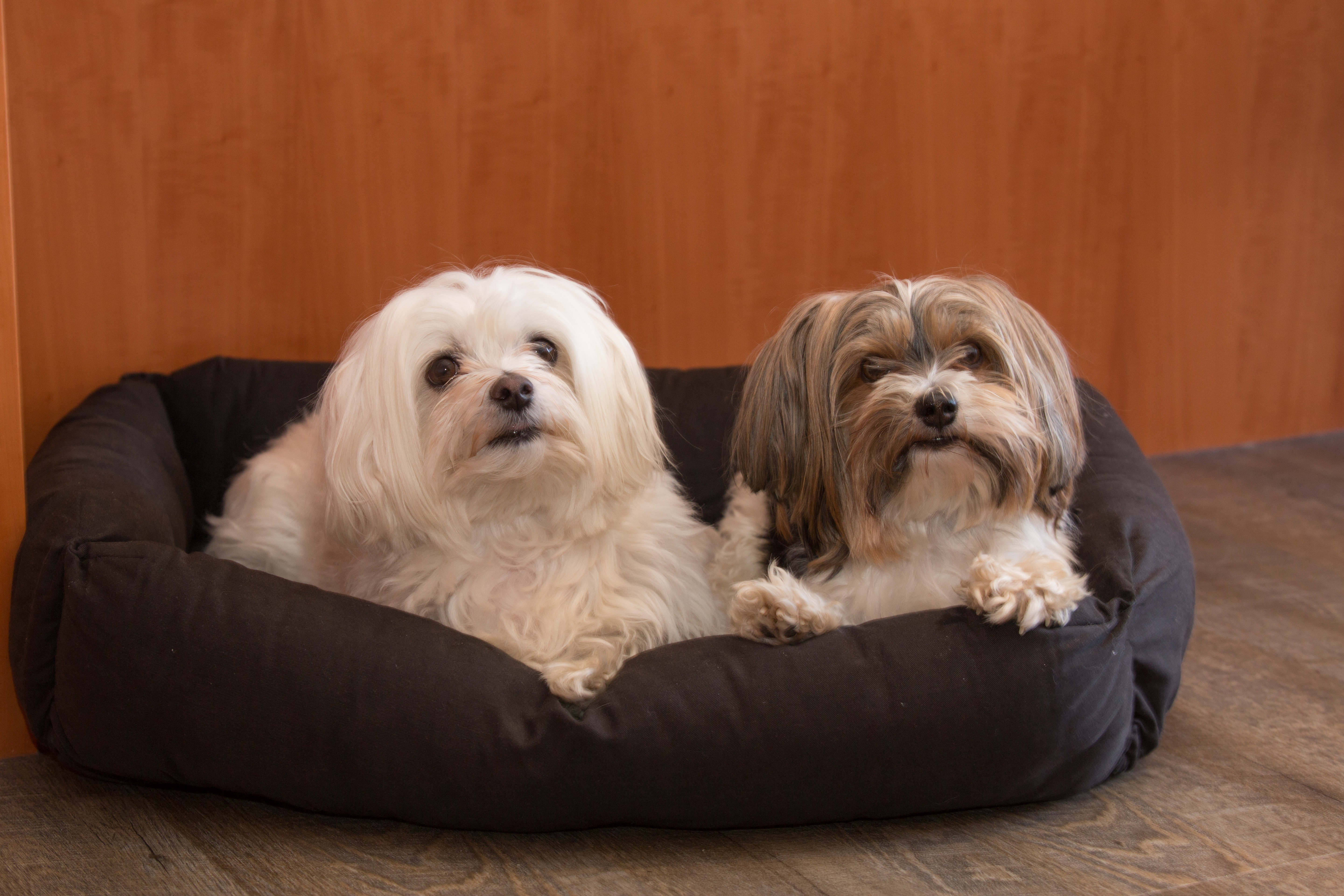 Urlaub-mit-Hund: Hunde im Zimmer - Hotel Bergfrieden Fiss in Tirol - Haus | Umgebung, Urlaub mit Hund, Wohnen | Schlafen