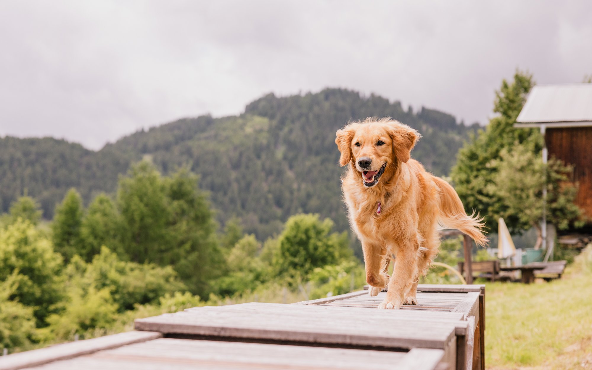 Hundehotel - Bademöglichkeit für Hunde - Österreich - Hotel Bergfrieden Fiss in Tirol