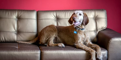 Hundehotel - Ungarn - Bonvital Wellness & Gastro Hotel****superior