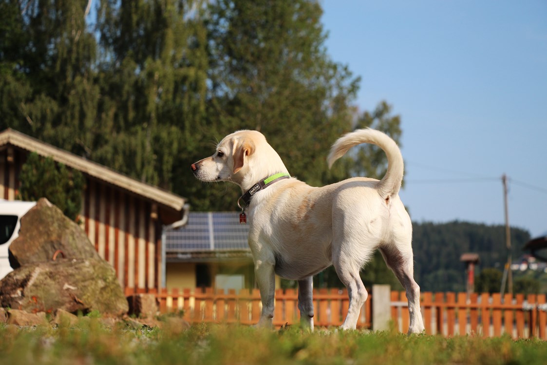 Urlaub-mit-Hund: Pension Wildererhof