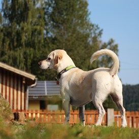 Urlaub-mit-Hund: Pension Wildererhof
