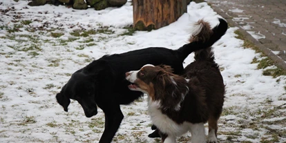 Hundehotel - Umgebungsschwerpunkt: Berg - Bernried (Landkreis Deggendorf) - Pension Wildererhof