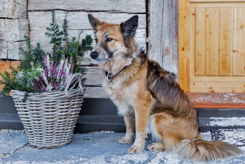 Urlaub-mit-Hund: Treuer Begleiter - Ferienhäuser Gerhart