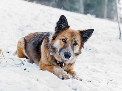 Hundehotel - Tauplitz - Treuer Begleiter - Ferienhäuser Gerhart