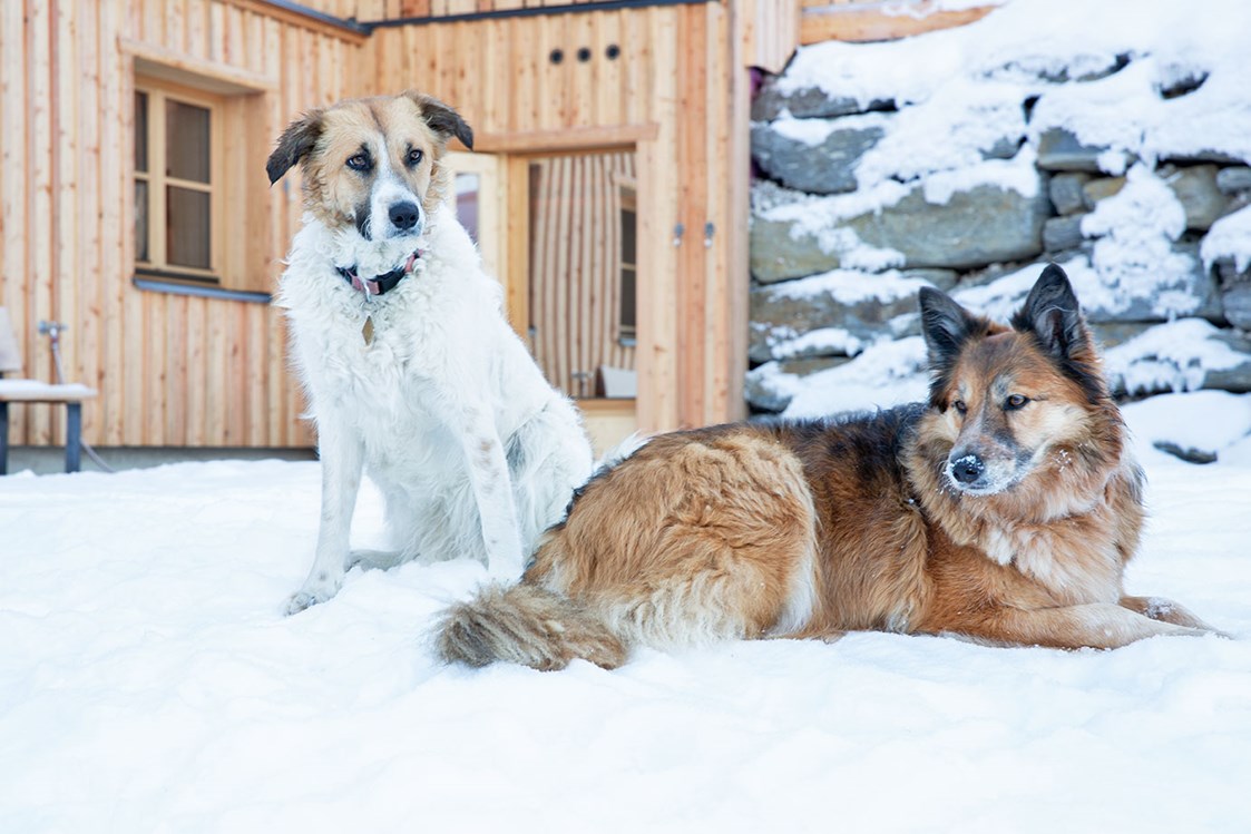Urlaub-mit-Hund: Urlaub mit Hund in den Ferienhäusern Gerhart - Ferienhäuser Gerhart
