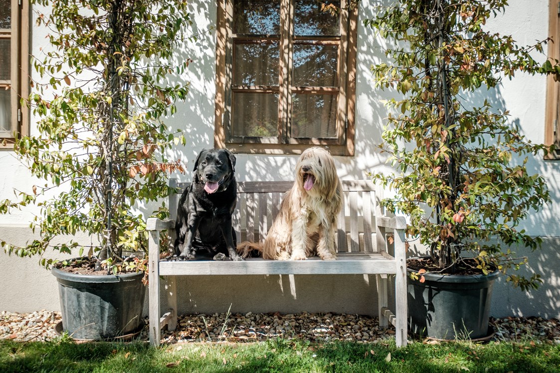 Urlaub-mit-Hund: Hunde im Garten 3 - Das Eisenberg