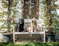 Urlaub-mit-Hund: Hunde im Garten 3 - Das Eisenberg