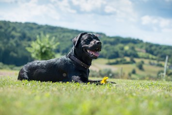 Urlaub-mit-Hund: Hunde im Garten 5 - Das Eisenberg