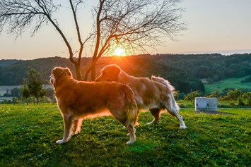 Urlaub-mit-Hund: Hunde im Garten 4 - Das Eisenberg