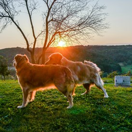 Urlaub-mit-Hund: Hunde im Garten 4 - Das Eisenberg