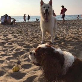 Urlaub-mit-Hund: Hunde  am Meer  Nahe - Campo di Carlo